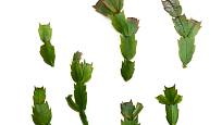 Vánoční kaktus snadno poznáme podle toho, že má listy na okrajích zubaté.