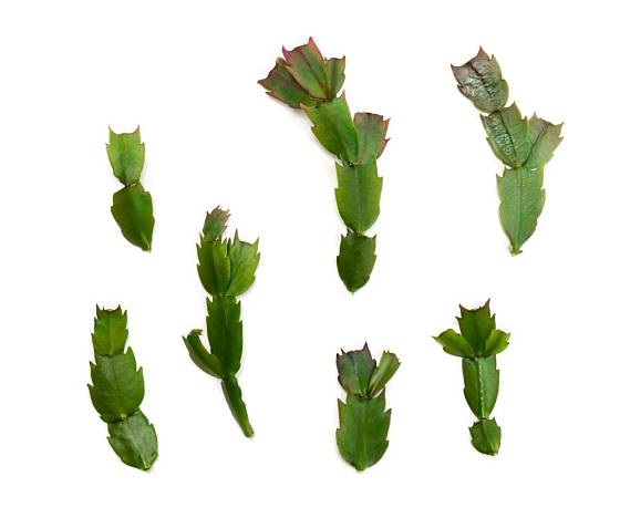 Vánoční kaktus snadno poznáme podle toho, že má listy na okrajích zubaté.