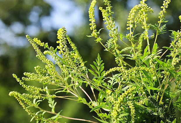 ambrosie peřenolistá (Ambrosia artemisiifolia)