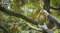 Durian je nutno sklízet v rukavicích
