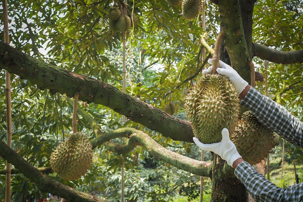 Ochutnali jste už durian? Chutná jako pokrm bohů a páchne… | iReceptář.cz