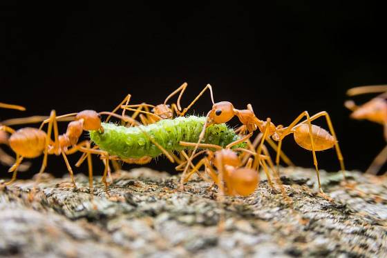 Mravenci zdolají i housenku větší, než jsou sami