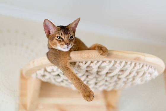 Pelíšek pro kočku může mít podobu síťky ve výšce