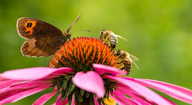 Třapatka do zahrady přitahuje nejen včely a motýly, zároveň zajišťuje dostatečný počet opylovačů na okolních rostlinách.
