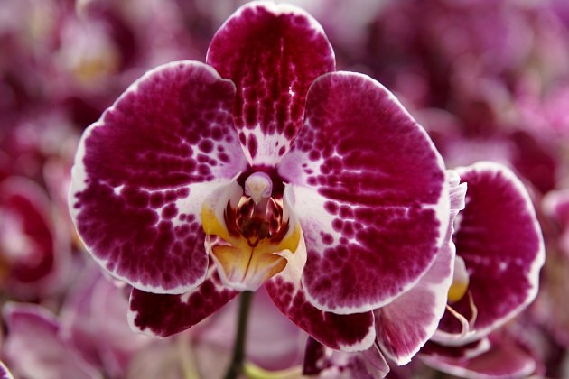 Orchidej z rodu Phalaenopsis, česky zvaná můrovec.