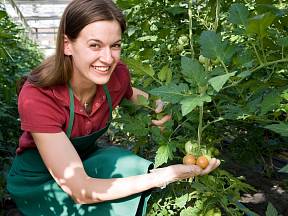 Jak využít jedlou sodu při pěstování rajčat a paprik?
