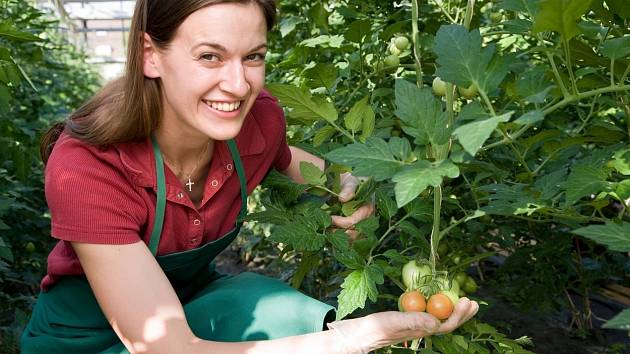 Jak využít jedlou sodu při pěstování rajčat a paprik?