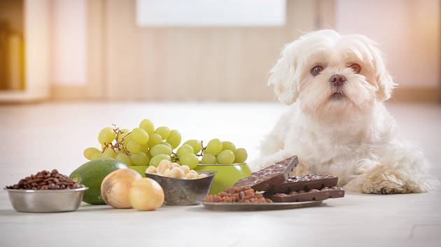 Některé potraviny jsou pro psy nebezpečné nebo dokonce toxické