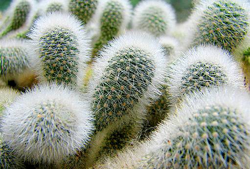 kaktusy mammillaria