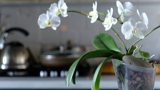 Pro pěstování orchidejí je vhodný průsvitný obal, aby ke kořenům mohlo dostatek světla.