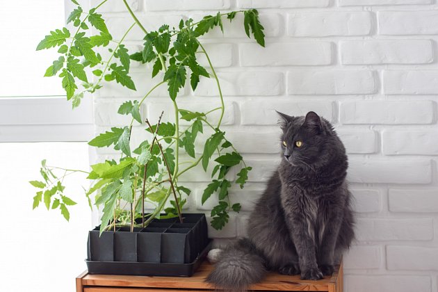 Dejte si pozor, aby vaše kočka nesnědla listy nebo stonky rajčat.