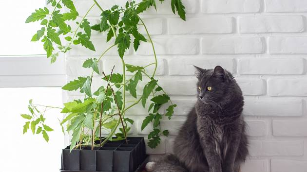 Dejte si pozor, aby vaše kočka nesnědla listy nebo stonky rajčat.