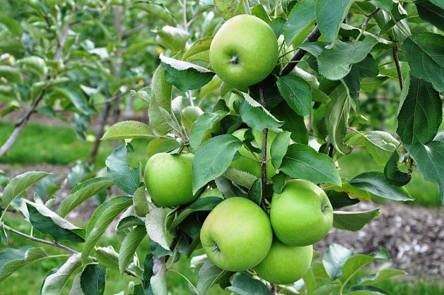 Jablka Granny Smith jsou zelená i v době zralosti.