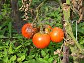 Sezóna rajčat je v plném proudu, a kromě jiného je nutné rostliny ochránit před zákeřnými plísněmi.