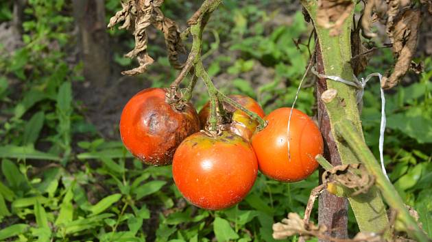 Sezóna rajčat je v plném proudu, a kromě jiného je nutné rostliny ochránit před zákeřnými plísněmi.