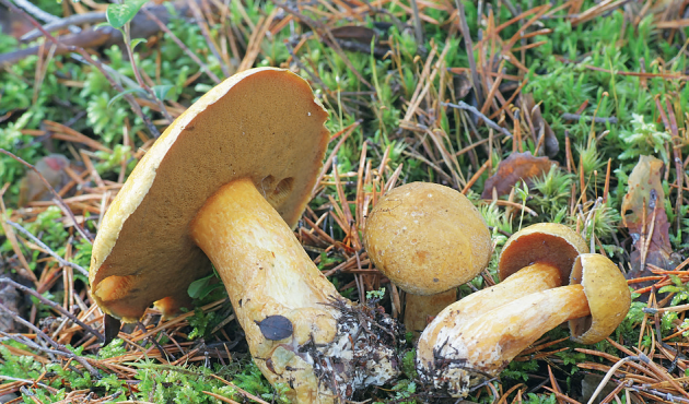 Když tato hřibovitá houba opravdu roste, říká se jí na Šumavě bezpráce