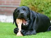 Pro psy je žvýkání kostí velkým potěšením