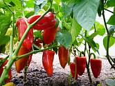 vláhy a správné hnojení, dočkáte se tak bohaté úrody plné vitamínů.  Paprika je zelenina mnoha tvarů, barev i chutí. Víte, že obsahuje více vitamínu C než tropické citrusy?
