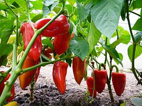 Paprika je zelenina mnoha tvarů, barev i chutí. Víte, že obsahuje více vitamínu C než tropické citrusy?