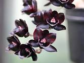 Černá orchidej - Dark Black Pearl