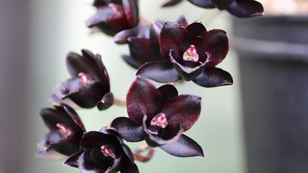 Černé orchideje se staly symbolem luxusu