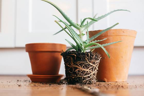 Po vyjmutí rostliny z původní nádoby zkontrolujte stav kořenů.