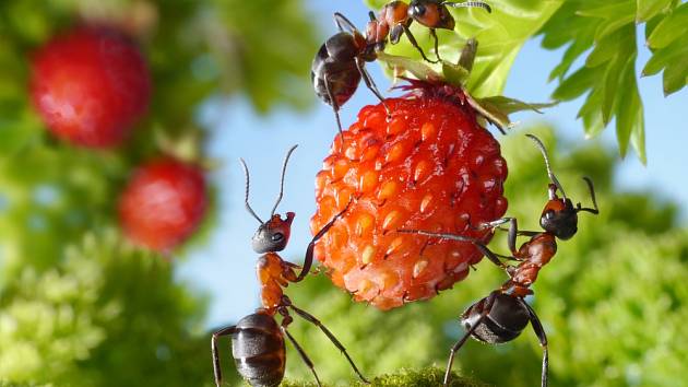 Jak zabránit mravencům, aby snědli vaše jahody?