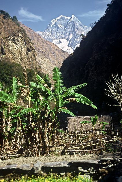 Otužilé banánovníky v Himálaji.