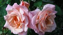 Compassion (Harkness, Velká Británie, 1971). Vonící, asi 10 cm velký květ je světle růžový a světle oranžový, poupě v sytější barvě; výška růže 3 m. Opakovaně kvetoucí