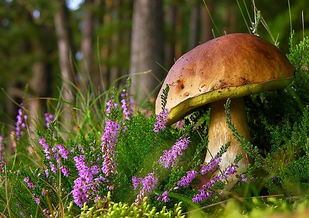 Hřiby patří k nejoblíbenějším jedlým houbám