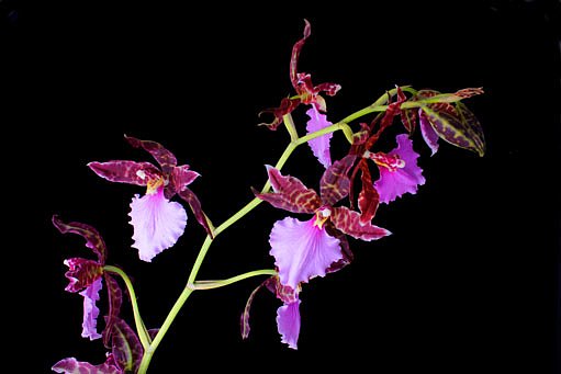 orchidej cambria
