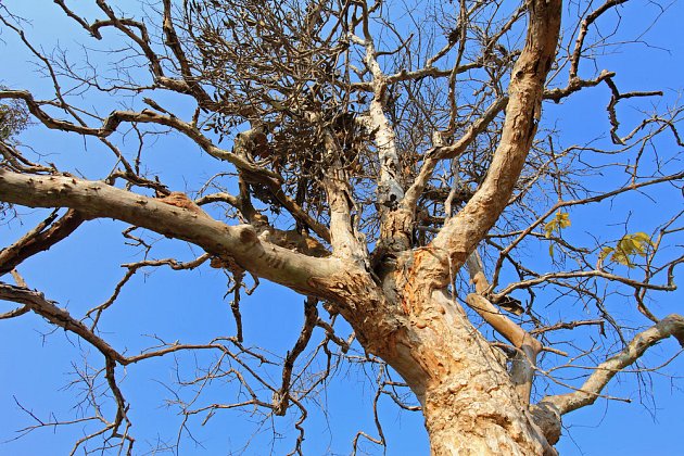 Osamocený mrtvý strom může poskytnout domov ptactvu 