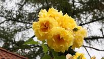 Golden Gate (Kordes, Německo, 2005). Sytě žlutý květ je asi 9 cm velký; výška růže 3,5 m. Opakovaně kvetoucí
