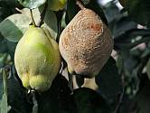 Plody, které napadla spála, nemusejí vždy spadnout, někdy se naopak vysuší (mumifikují) a zůstanou viset na stromě i přes zimu.