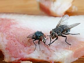 Vadí vám, když mouchy lezou po jídle?