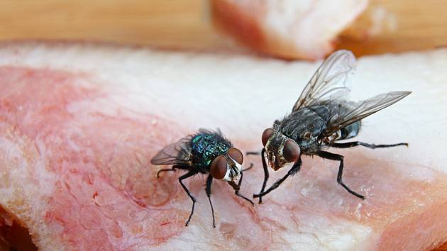 Vadí vám, když mouchy lezou po jídle?