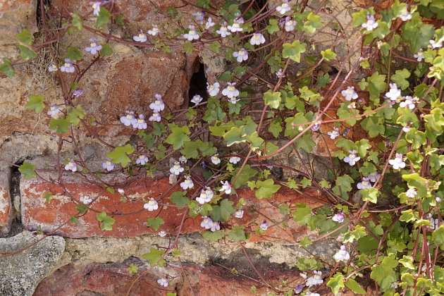 Zvěšinec zední (Cymbalaria muralis).