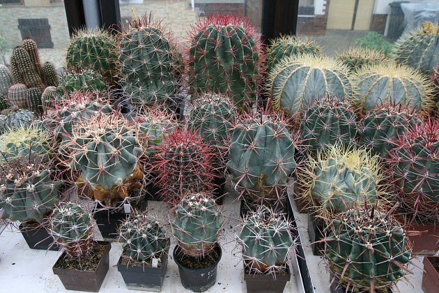 Sbírka kaktusáře Pavla Líznara