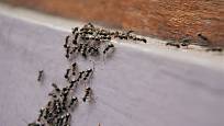 Mravenčí cestičky přerušte aromatickým kořením, například hřebíčkem.