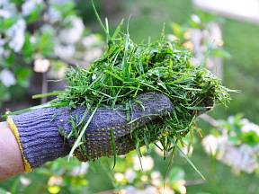 Vyrobte si z posekané trávy účinné hnojivo.