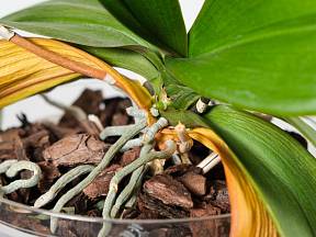 Žloutnou vám u orchideje listy? Dejte jí živiny a potřebné podmínky k uzdravení.
