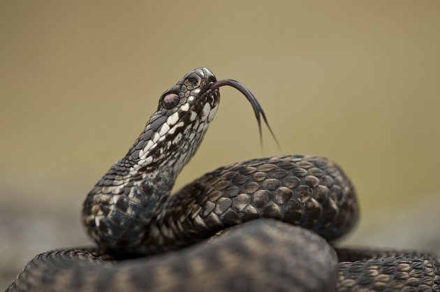 Samec zmije obecné s vyplazeným jazykem.