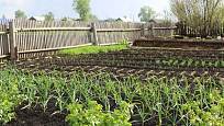 Zeleninovou zahradu se vyplatí dobře naplánovat, zvláště pokud semenaříme