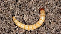 drátovec, larva kovaříka obilního