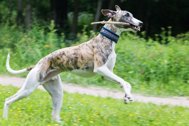 Greyhound je elegantní rychlý pes s vynikajícím zrakem i čichem.