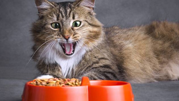 Kočka rozlišuje chuť umami. Co to je?
