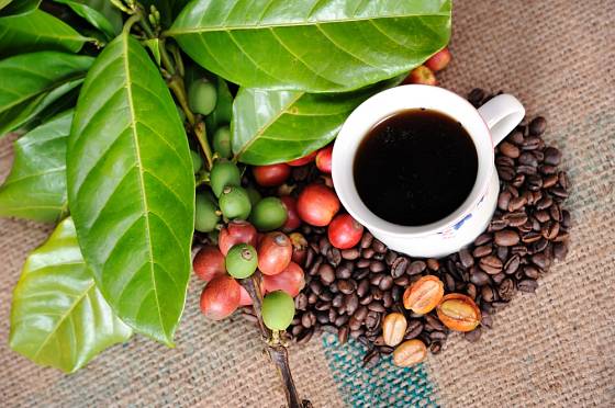 Kávovník můžeme pěstovat jako pokojovou rostlinu.