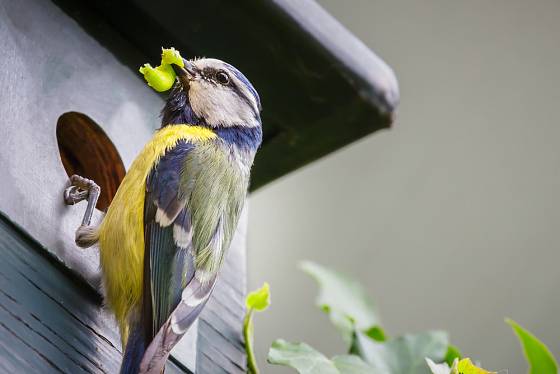 Ptáci se za hnízdní budky odmění lovem housenek a mšic