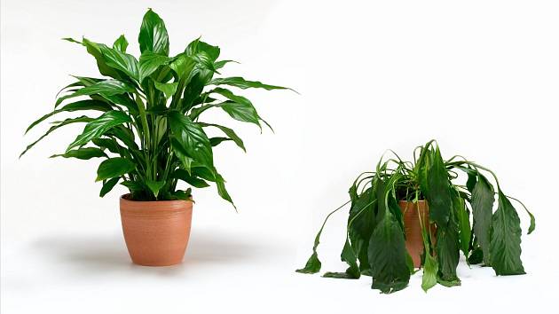 Poznáte běžná onemocnění pokojových rostlin?