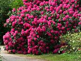 Rododendrony už odkvétají, co teď?